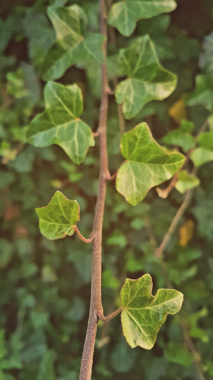 Natur