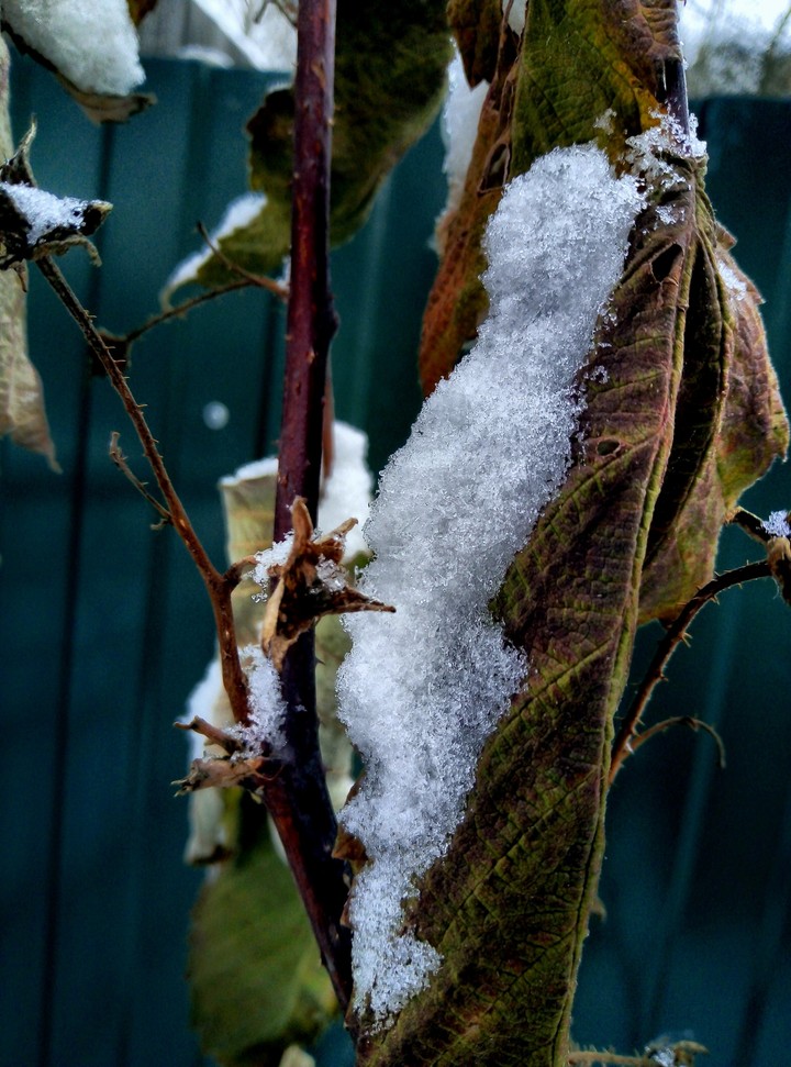 snow