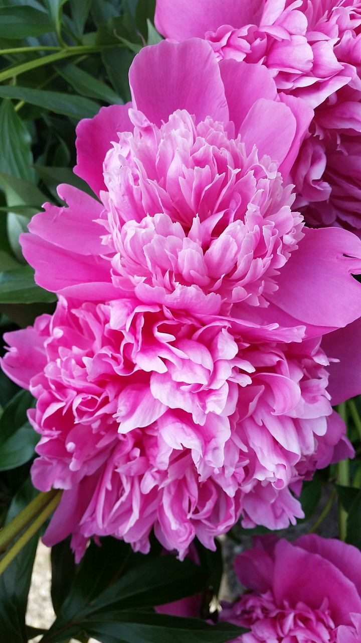 pink