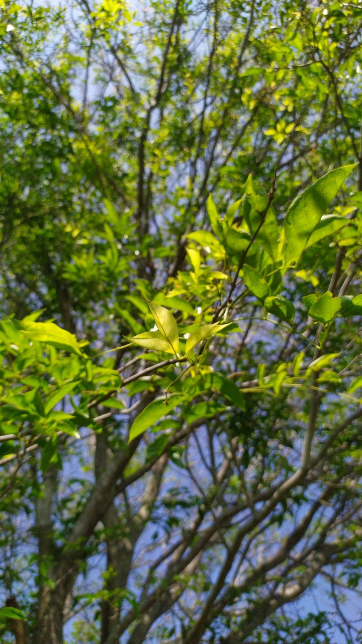 leaves
