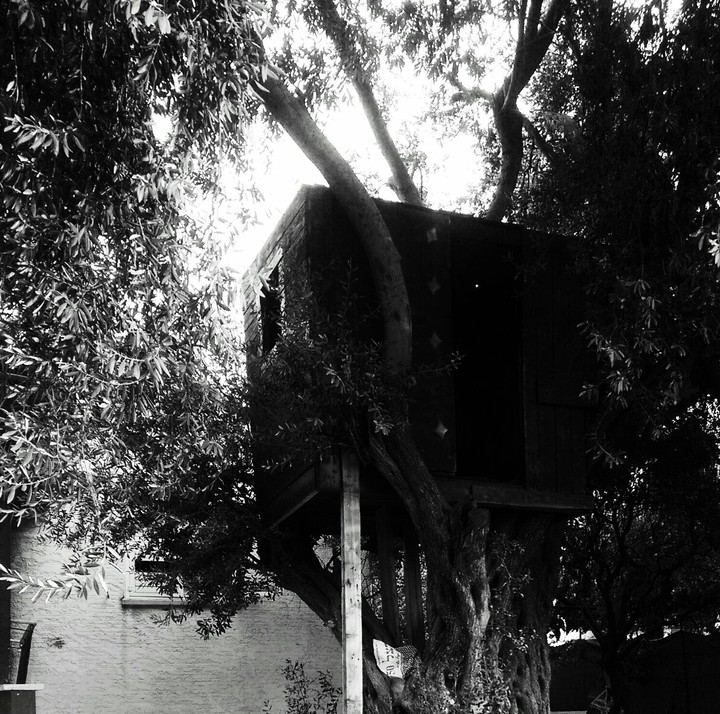 The house tree ..