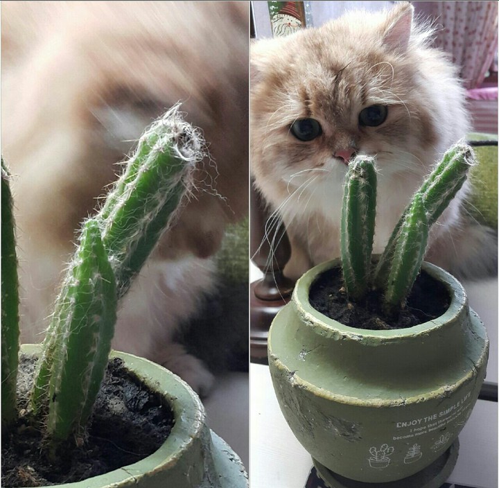 kaktus was eaten ,,,