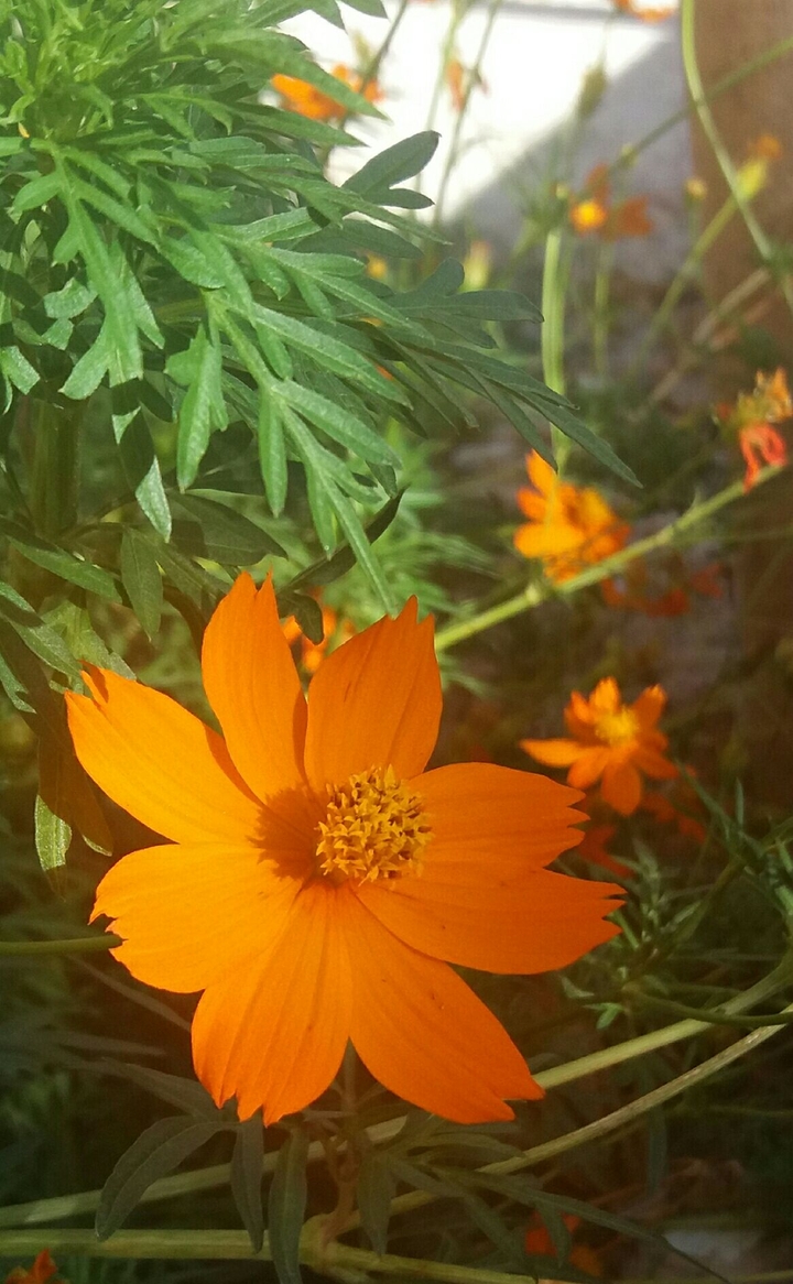 flowers