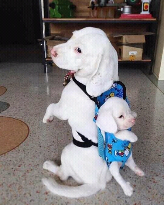 cute dog