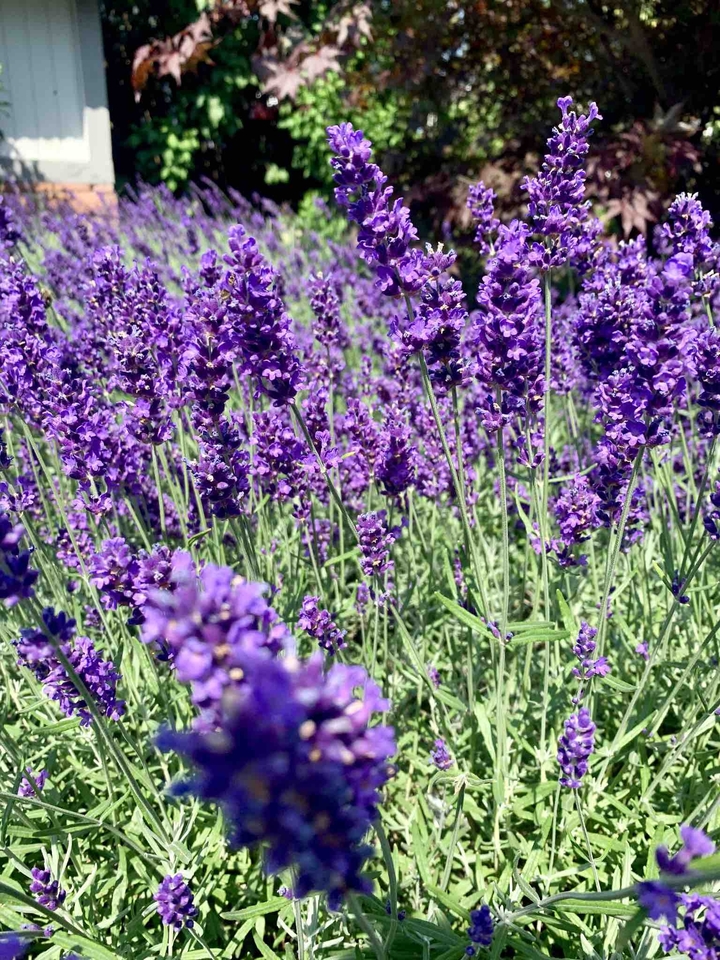 Lavender