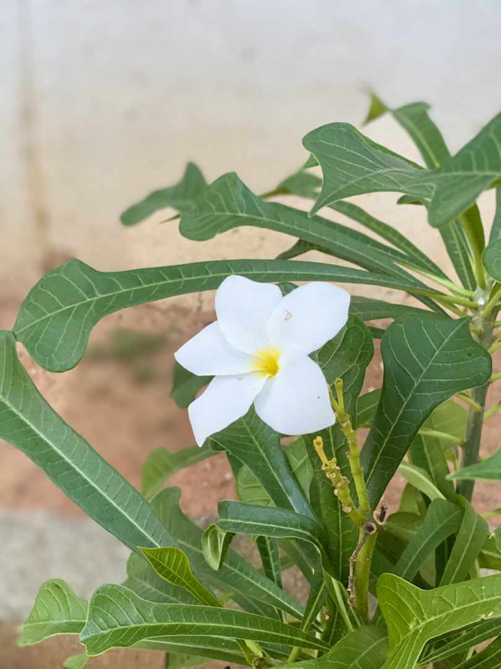 white f