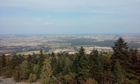 forest and city
