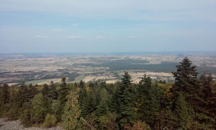 forest and city
