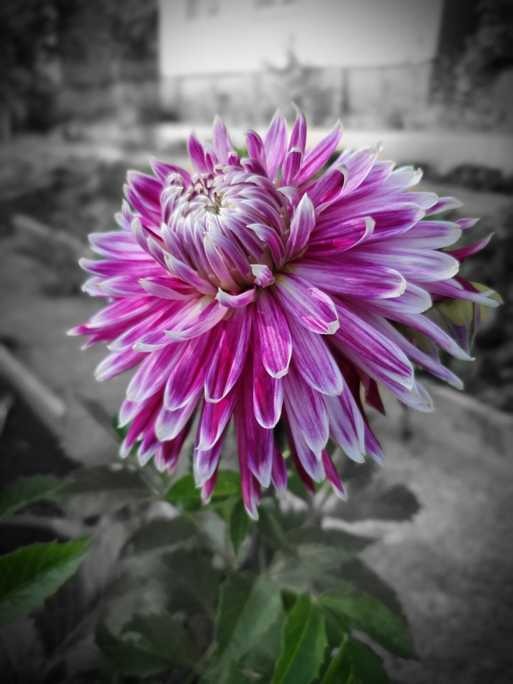 Flower