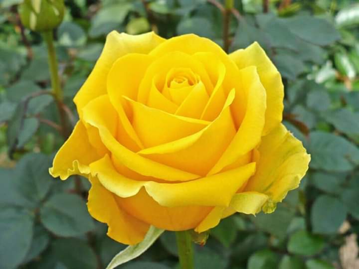 yellow rose