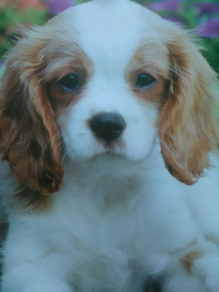 PUPPY OR DOG