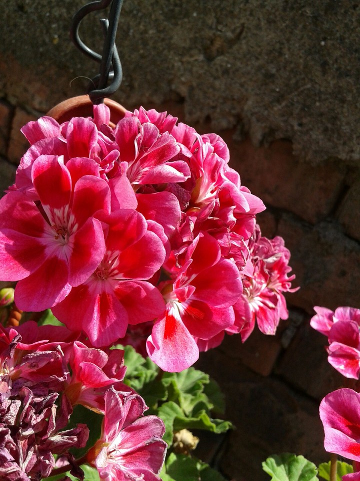 Geraniums