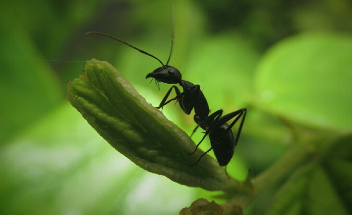 Ant and the leaf