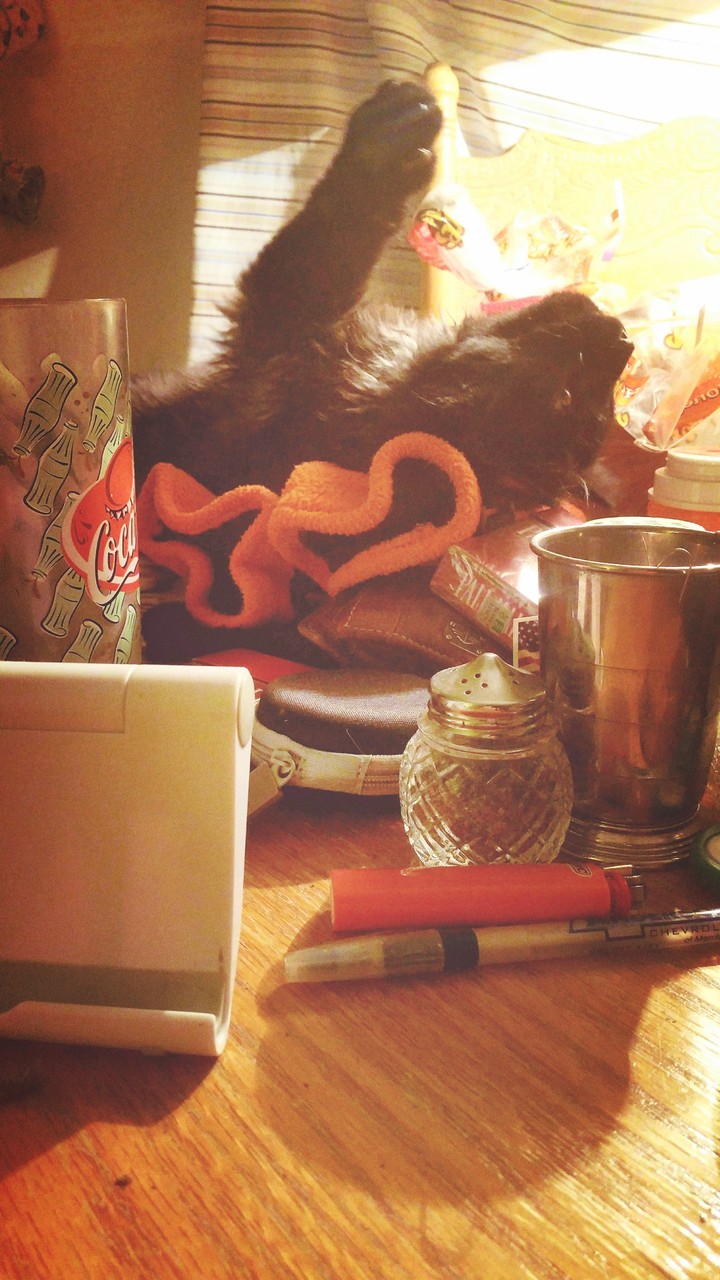Mischief being a ham. 2 years later, Mischief still hams.