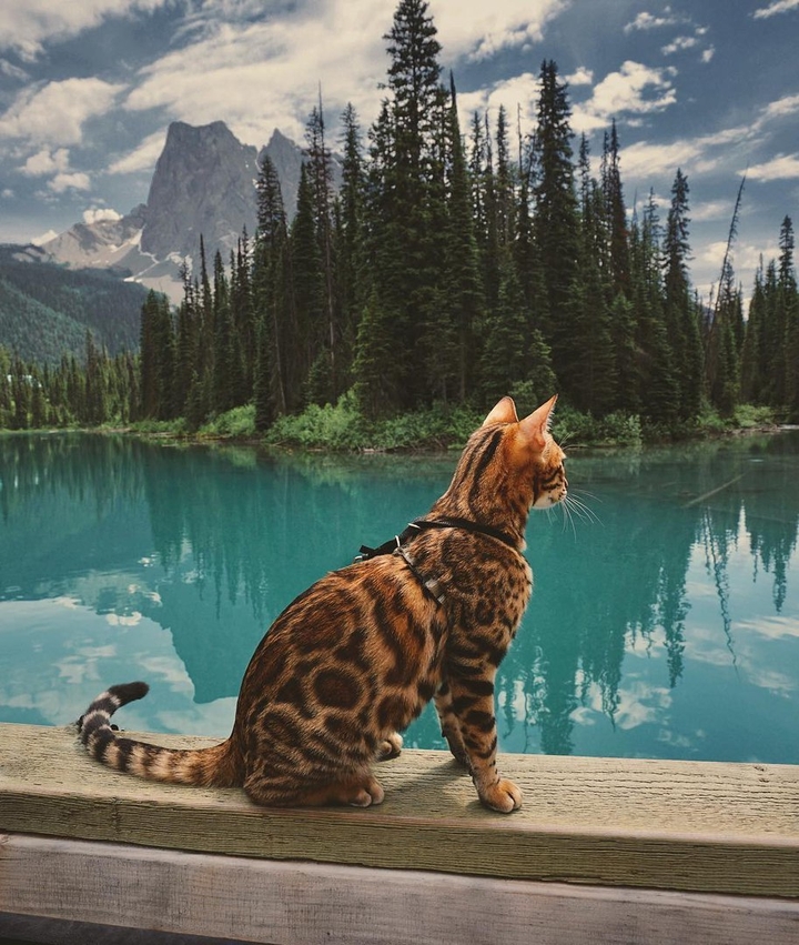 котэ