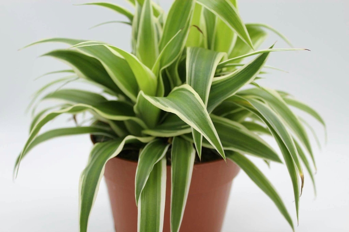 Plant