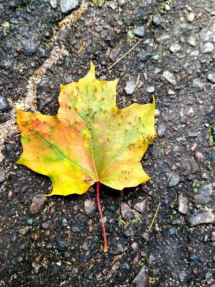 Autumn leaf