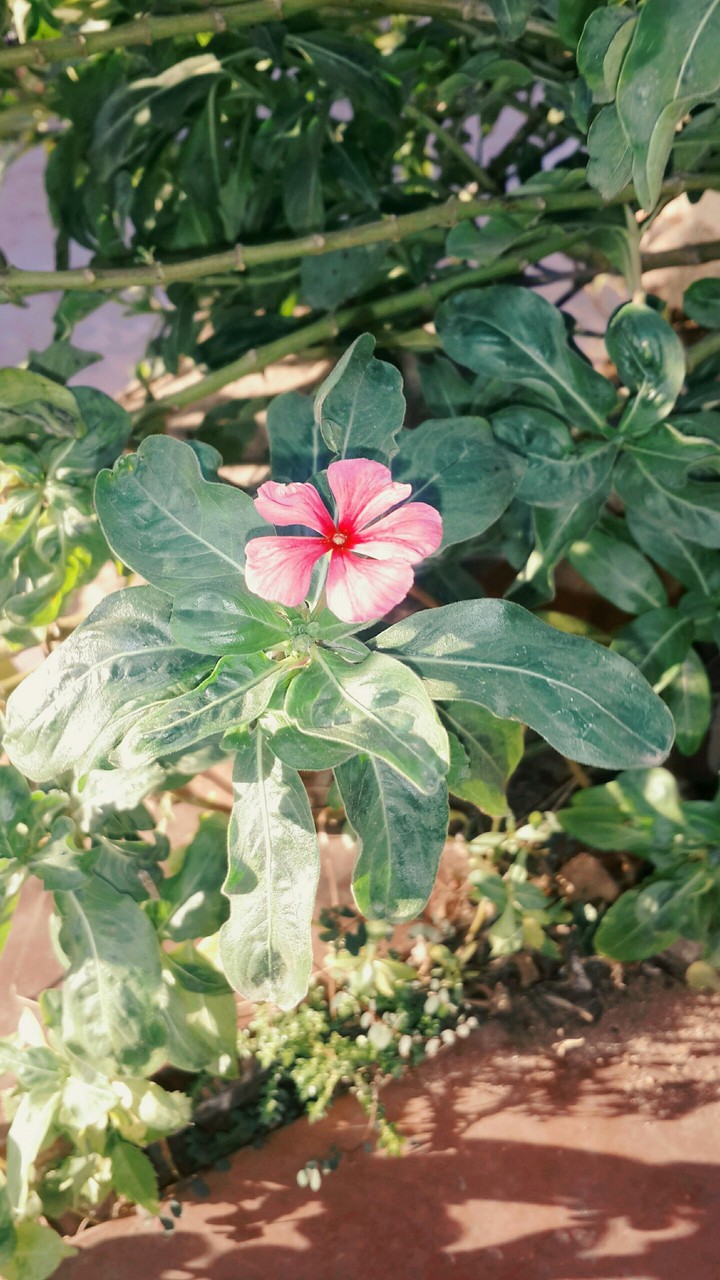 Flor de mi jardín.