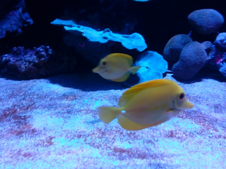 Acuario del Bajío, León, Guanajuato, México