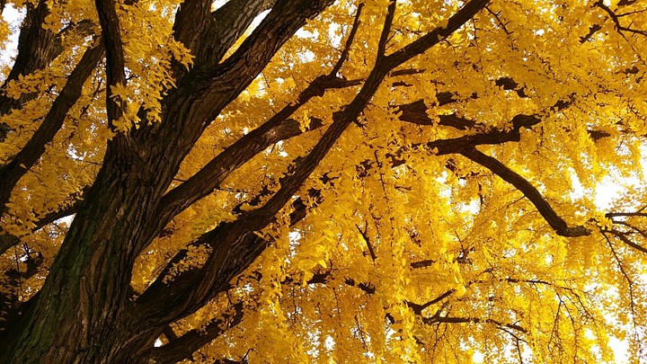 Maple
