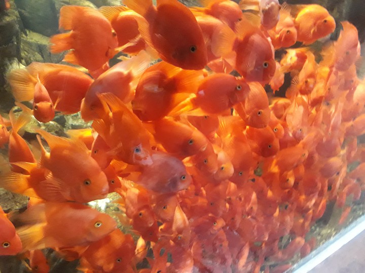 golden fish