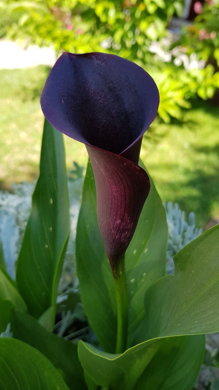 black Violet
