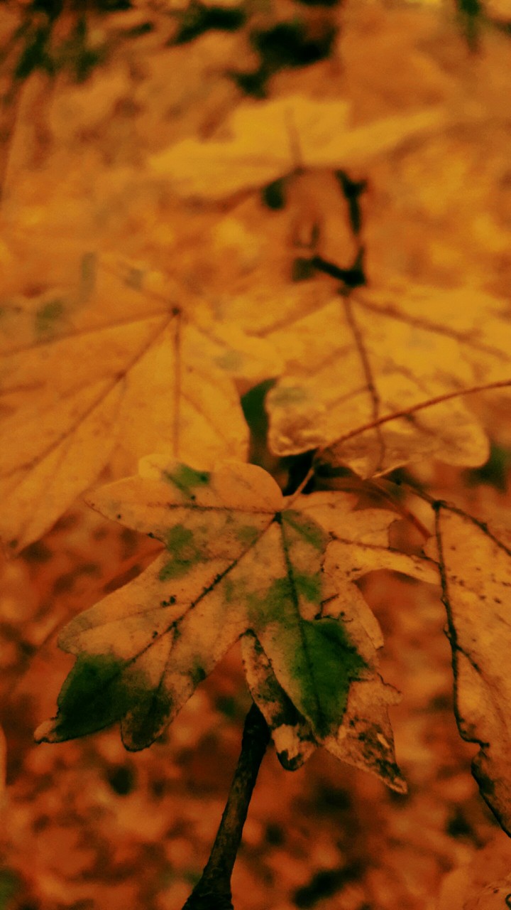 autumn