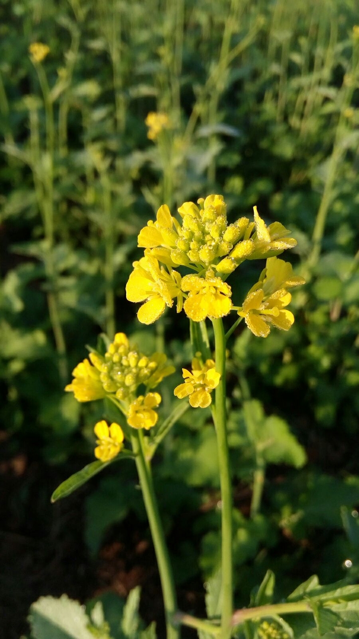 brassica