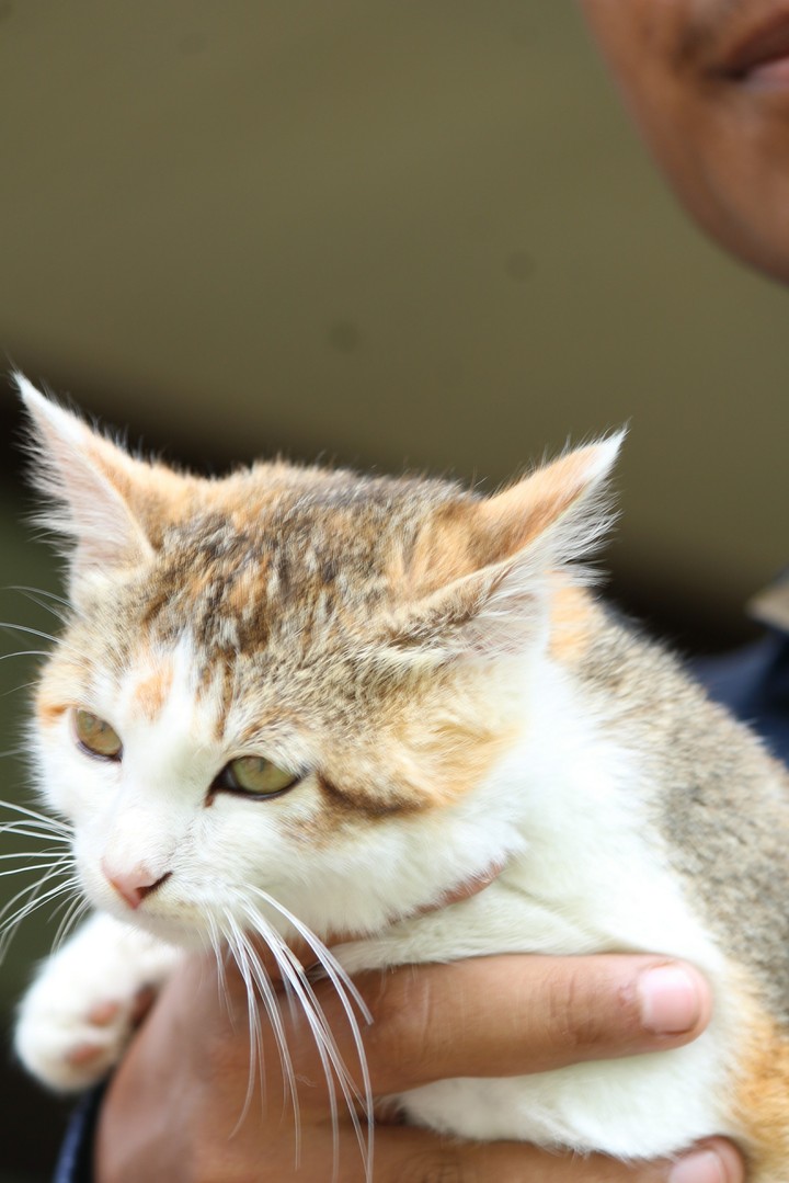 cat