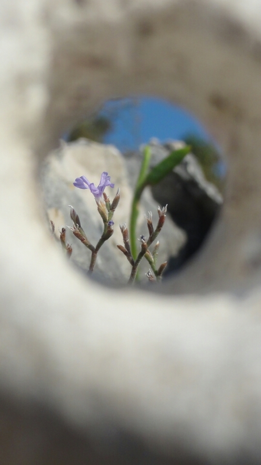 Focus