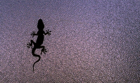 тапети reptile, lizard