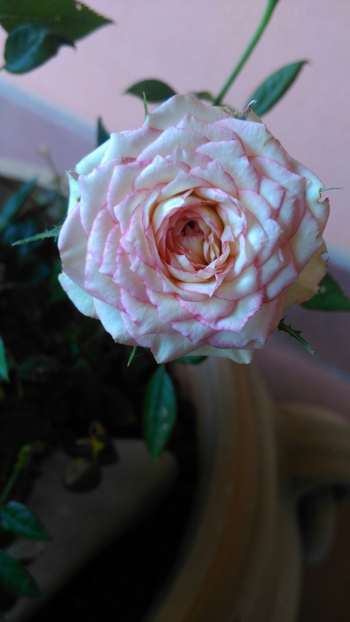 rose pt2