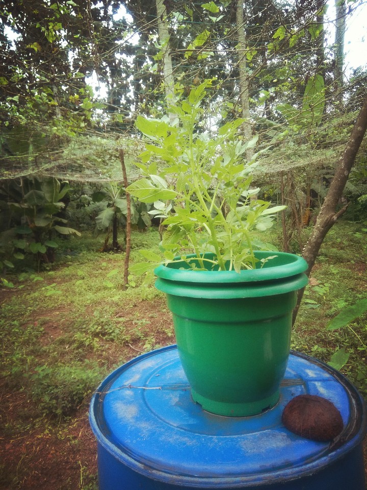 nature#02