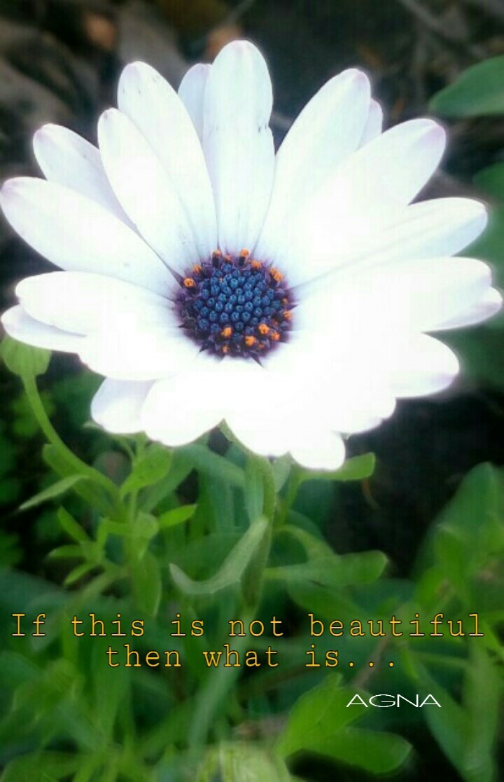 flower life