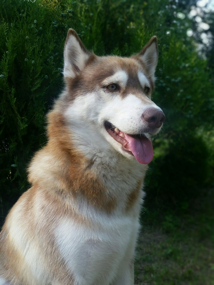 Brown husky