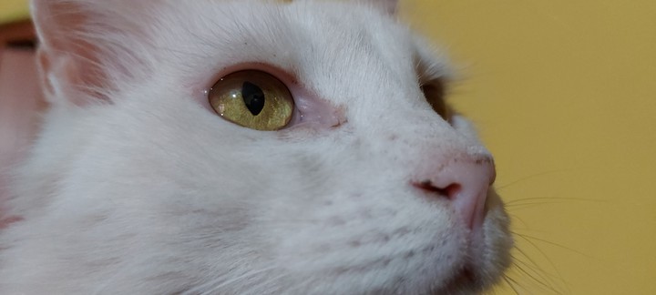 gata