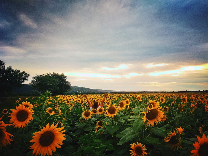 Sunflower