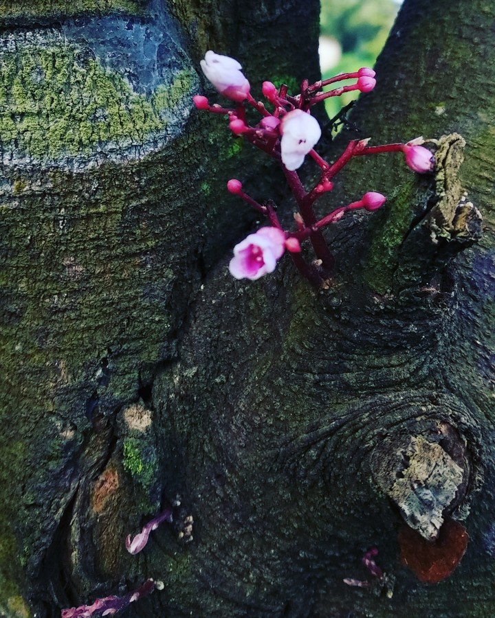 #Flower