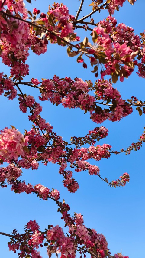 fonds d'écran pink, prunus
