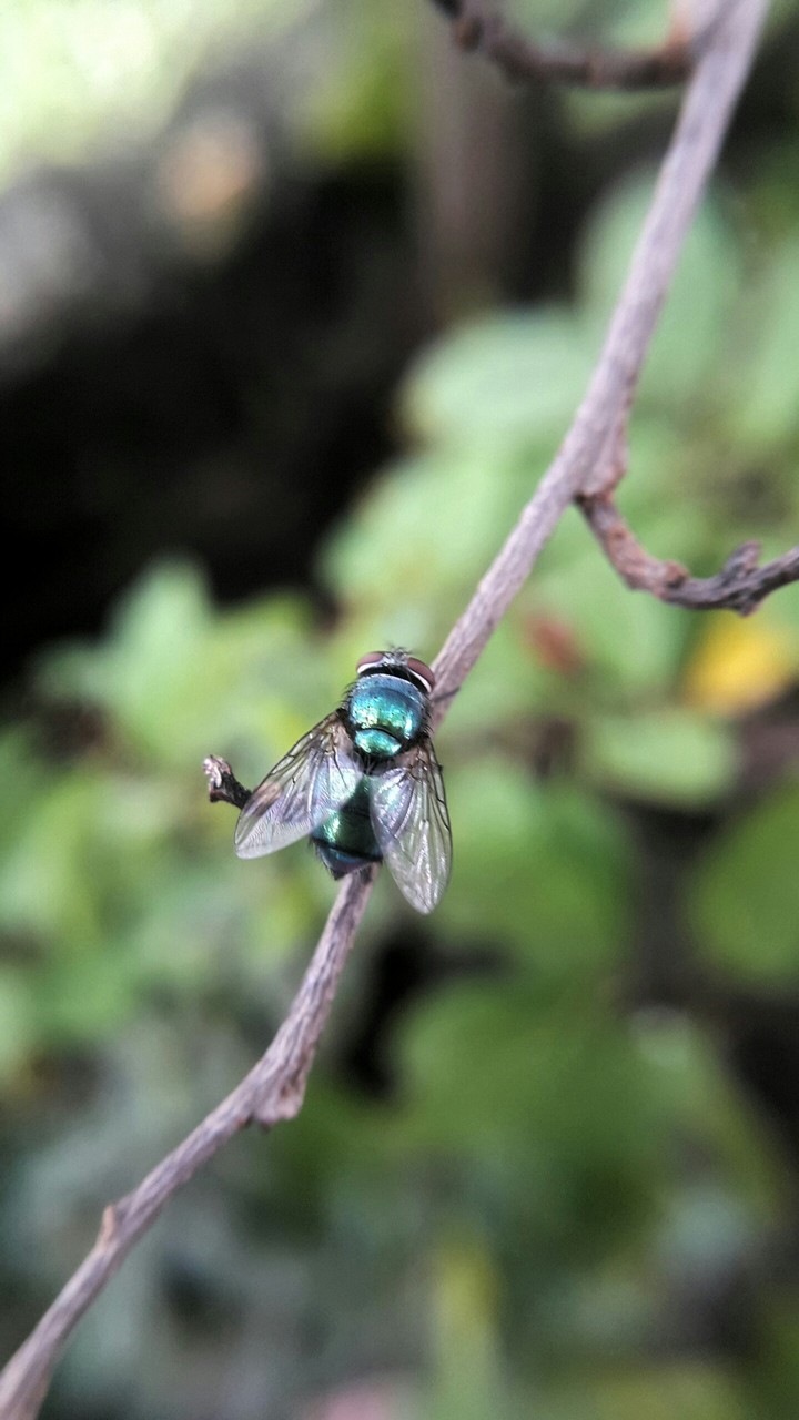 Fly