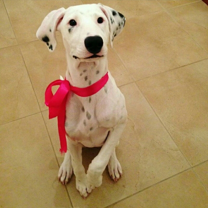 Dalmatian