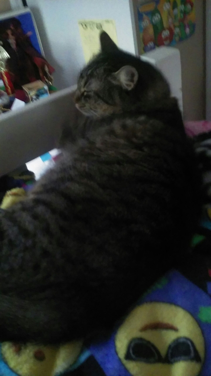 Very comfy cat 