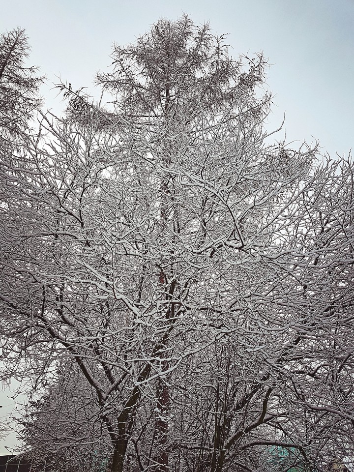 Winter tree