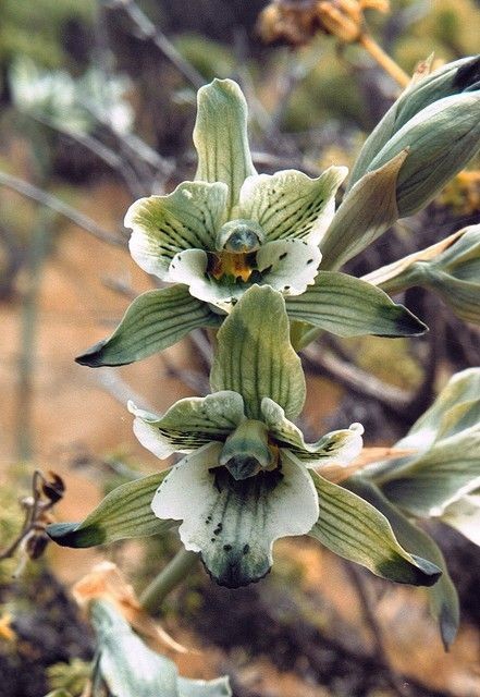 orchid