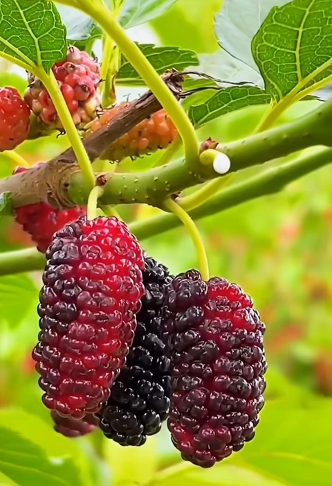 plant, bramble Hintergrundbilder