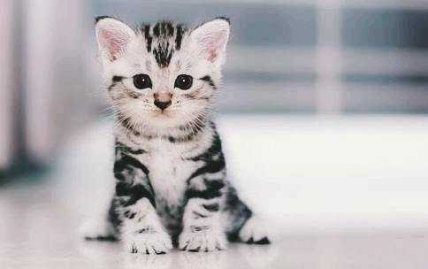 tatlı kedi