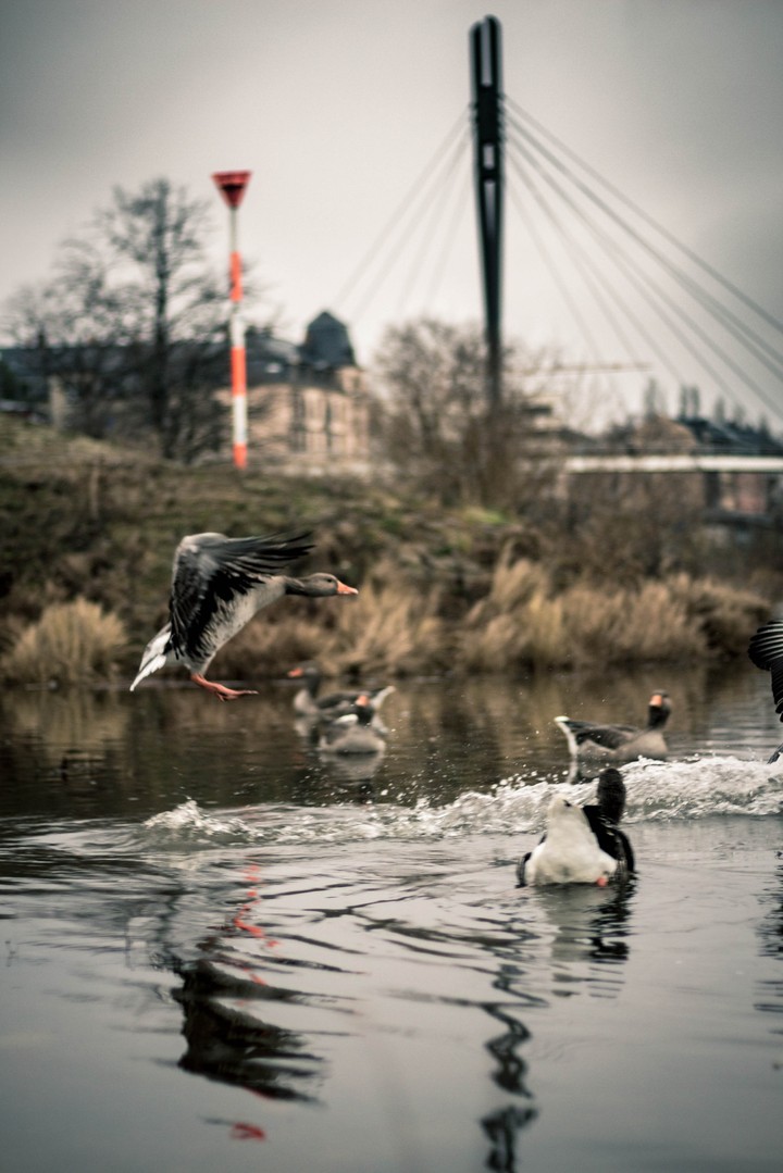 Gänse