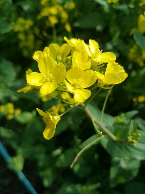 flowers