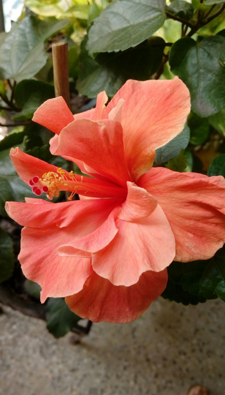 morning hibiscus