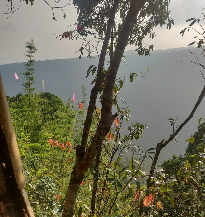Amazing view from tree house